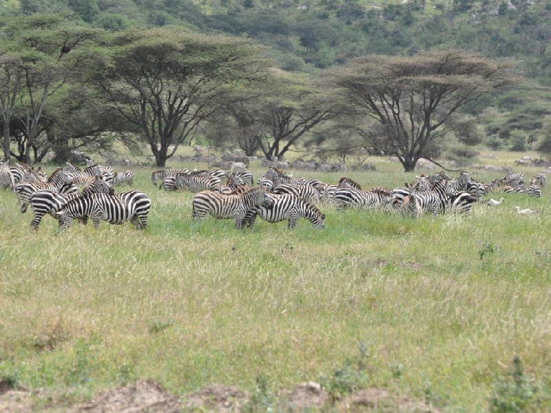   Seronera Tanzania Travel Sharing