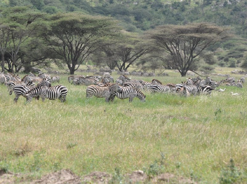 Seronera Tanzania 