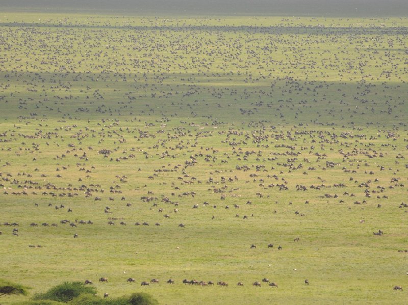   Seronera Tanzania Photo