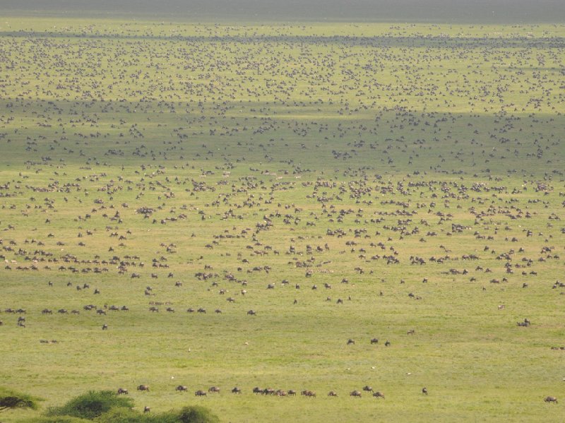 Serengeti NP Tanzania migration safari Seronera Photo