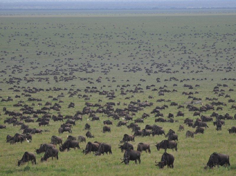   Seronera Tanzania Travel Blog