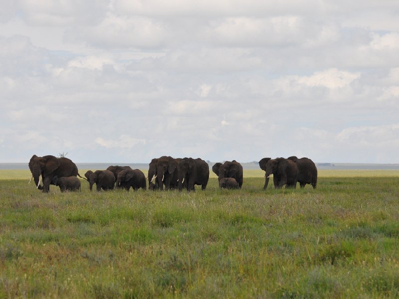 Seronera Tanzania 