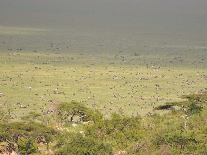   Seronera Tanzania Trip Experience