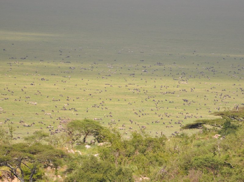 Serengeti NP Tanzania migration safari Seronera Trip Experience