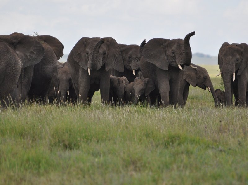 Seronera Tanzania 