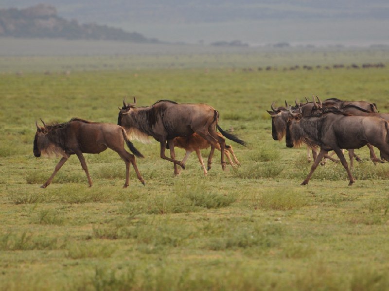   Seronera Tanzania Vacation Diary