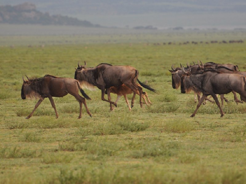 Seronera Tanzania 