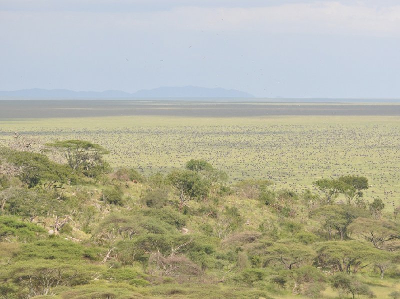 Serengeti NP Tanzania migration safari Seronera Trip Picture