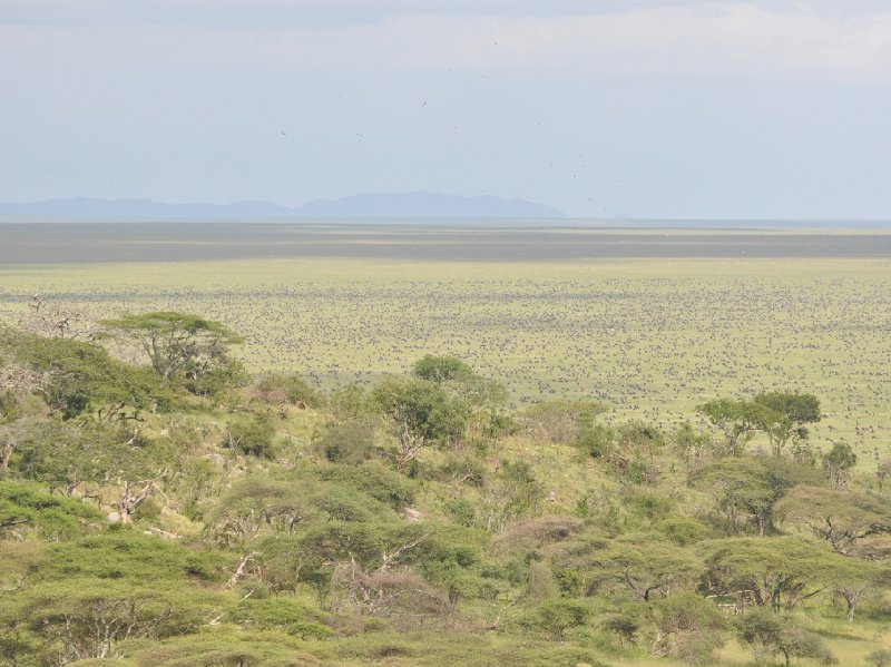 Seronera Tanzania 