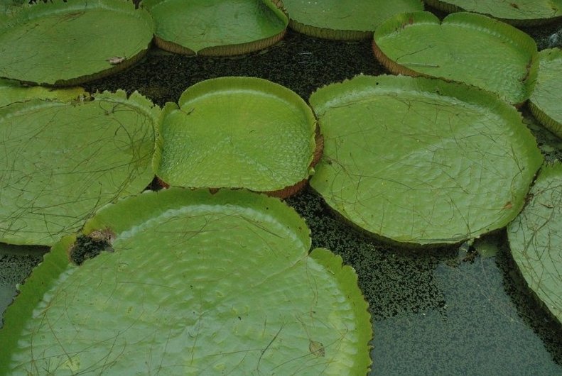 A few days in Bangkok Thailand Photo Gallery