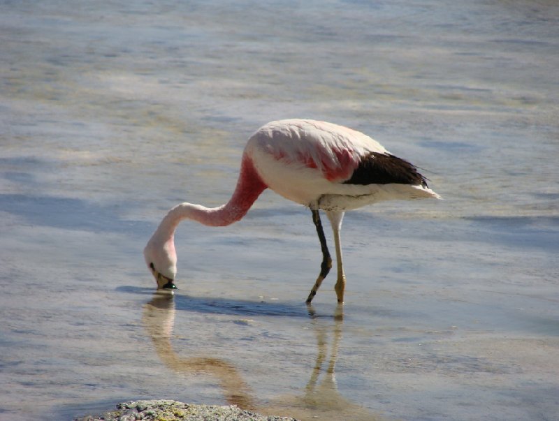 Salar de Uyuni tour in Bolivia Potosi Vacation Experience