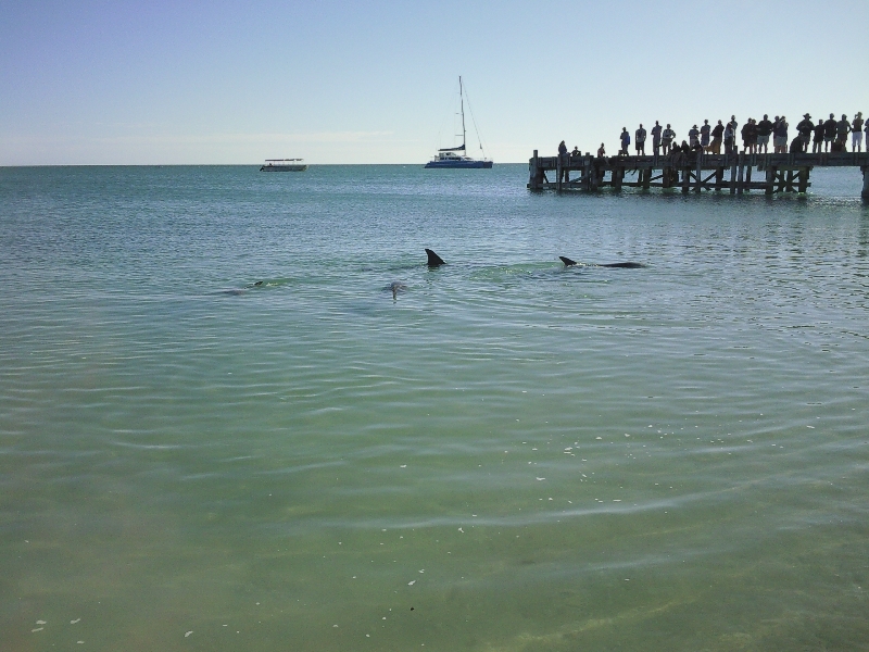Feeding at Monkey Mia Dolphin Resort Australia Diary Photo