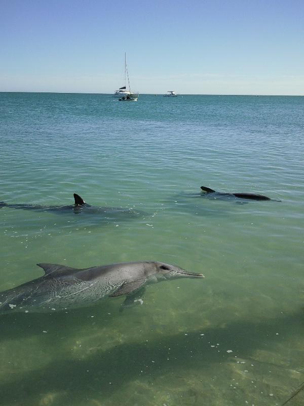 Feeding at Monkey Mia Dolphin Resort Australia Travel Diary