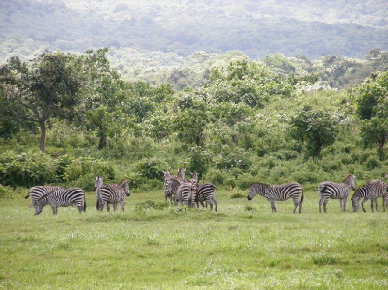 Arusha Tanzania Arusha Tanzania Africa