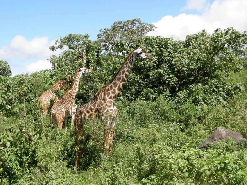 From Arusha to the Kuro Airstrip Tanzania Picture