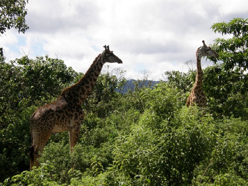 Photo Tanzania safari holiday in Arusha actually