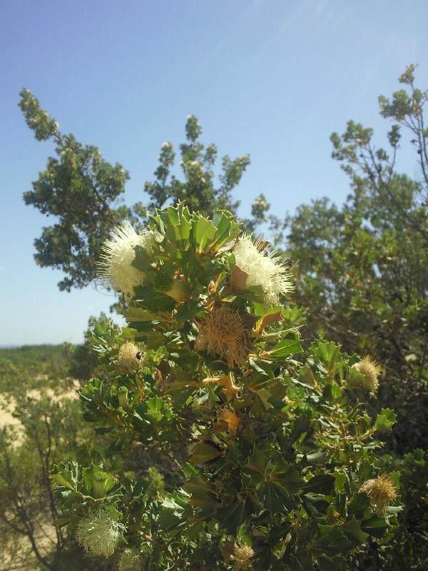 Cervantes Australia 