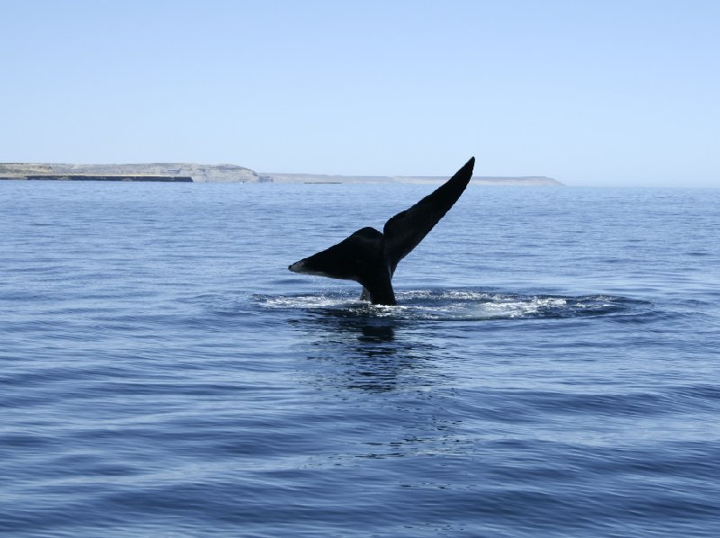   Puerto Madryn Argentina Travel Blog