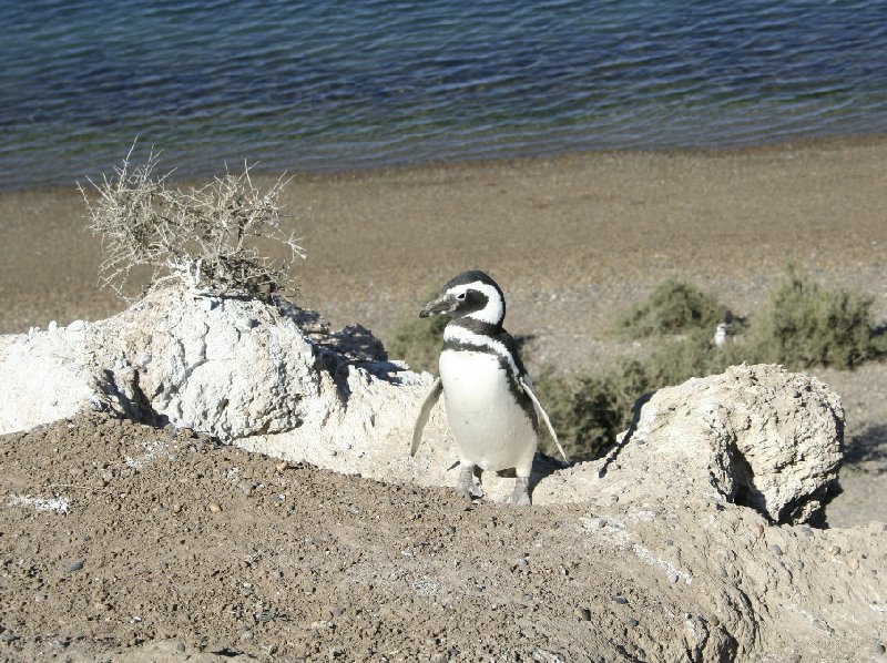 Puerto Madryn Patagonia Wildlife Tours Argentina Blog Photos