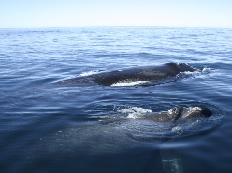   Puerto Madryn Argentina Blog Photo