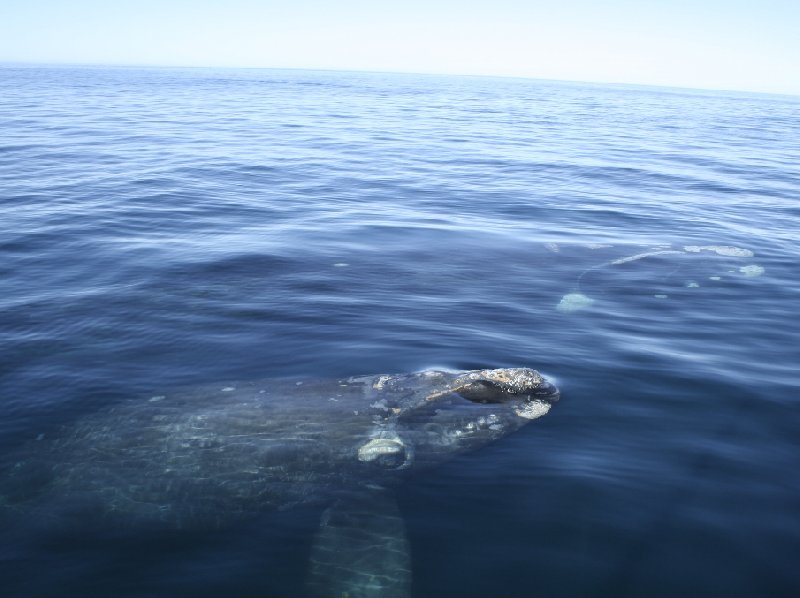 Puerto Madryn Patagonia Wildlife Tours Argentina Vacation Diary