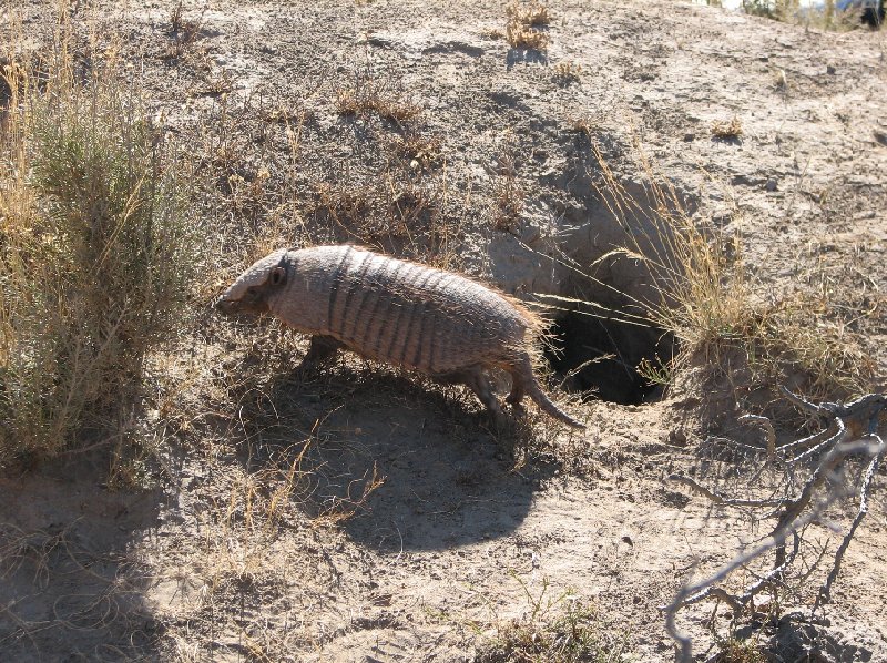 Puerto Madryn Patagonia Wildlife Tours Argentina Trip Picture