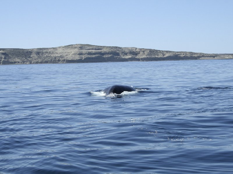 Puerto Madryn Patagonia Wildlife Tours Argentina Travel Photographs