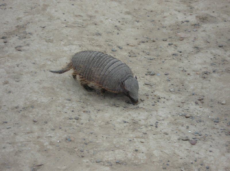 Puerto Madryn Patagonia Wildlife Tours Argentina Picture