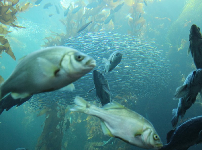 Monterey Bay Aquarium Tickets United States Pictures