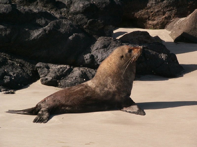 Travelling Otago Peninsula, New Zealand Dunedin Travel Photographs