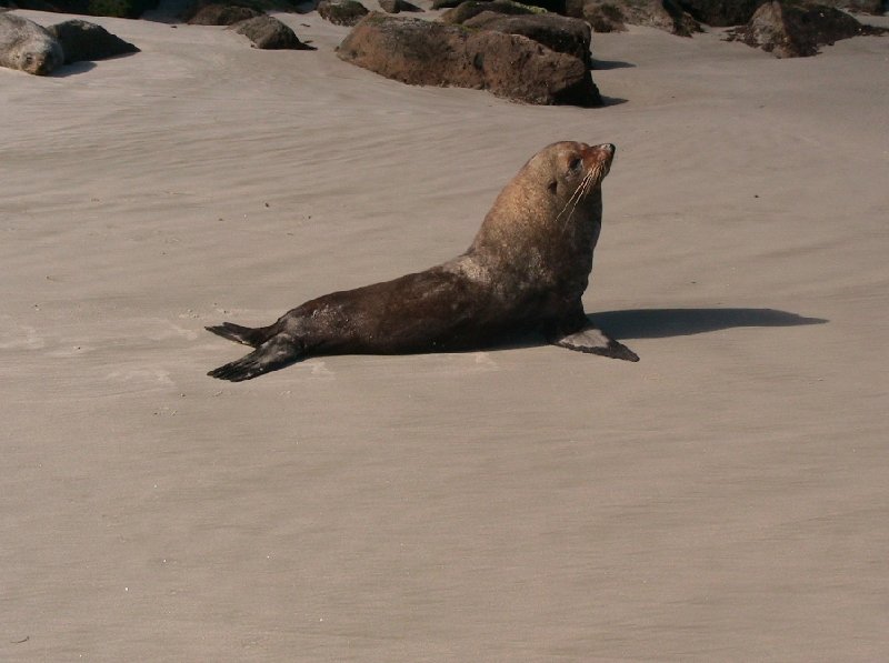 Photo Travelling Otago Peninsula, New Zealand region