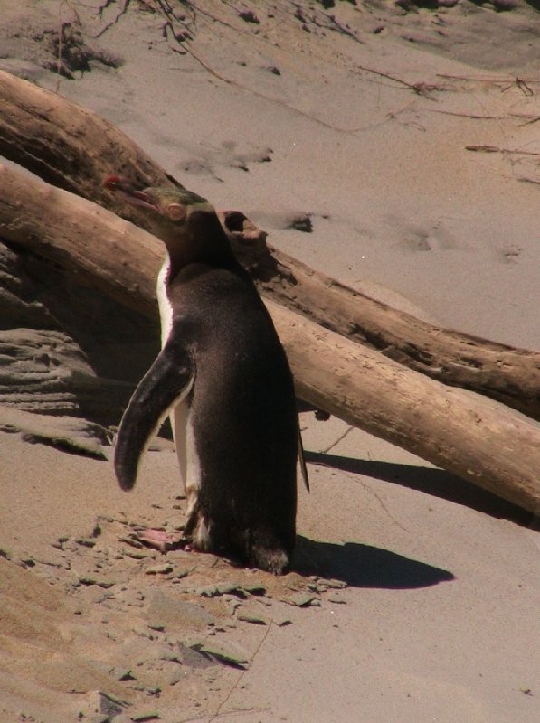 Travelling Otago Peninsula, New Zealand Dunedin Blog