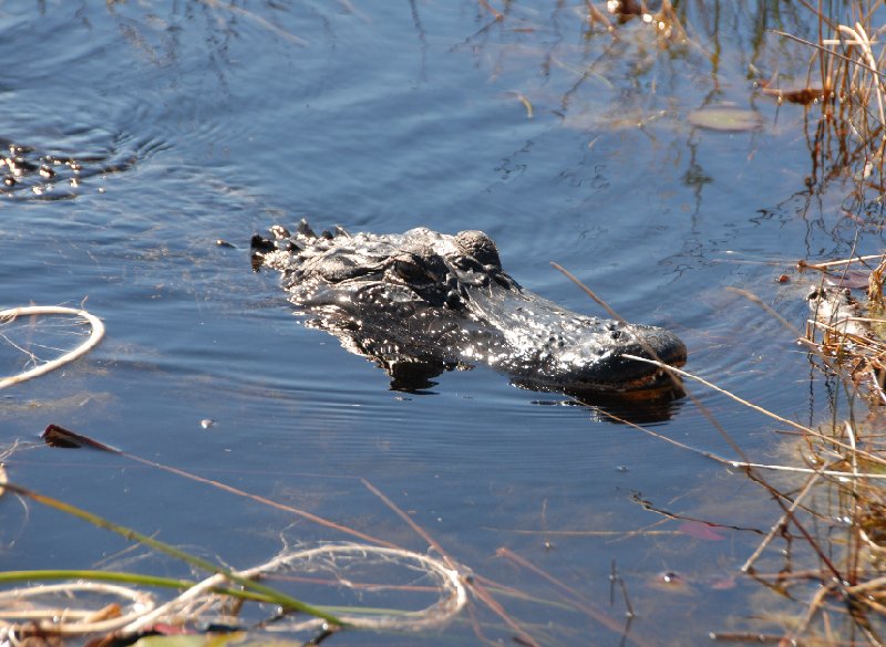 Photo Everglades National Park Boat Tour parents