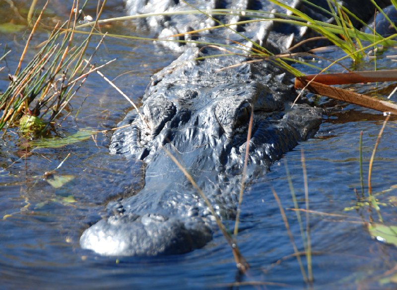 Everglades United States 