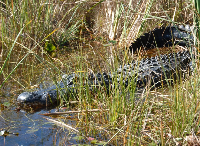   Everglades United States Diary Pictures