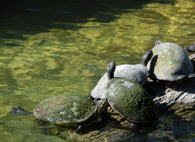 Photo Everglades National Park Boat Tour Orlando