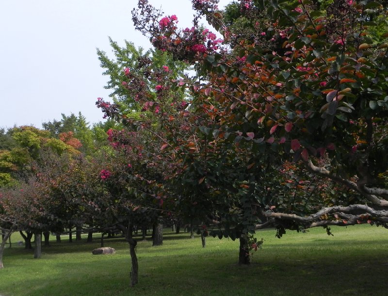   Gyeongju-si South Korea Trip Picture