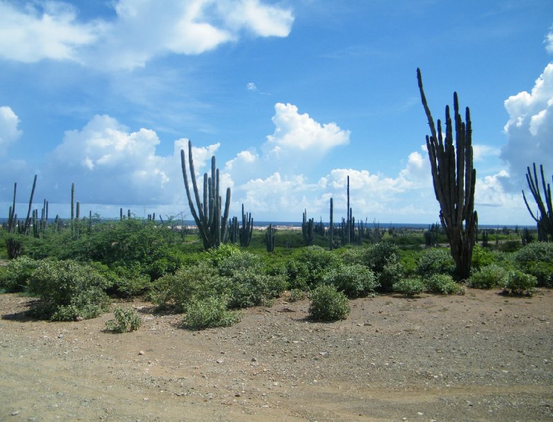 Holiday in Bonaire, a Caribbean Cruise Netherlands Antilles Diary Photo