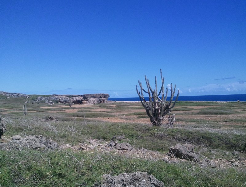 Holiday in Bonaire, a Caribbean Cruise Netherlands Antilles Review Photo