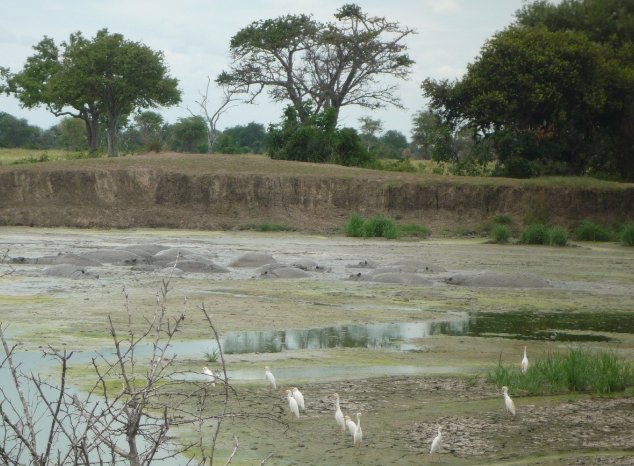 Mikumi National Park Safari Tanzania Photo