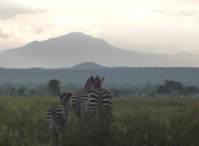 Photo Mikumi National Park Safari Tanzania Tanzania