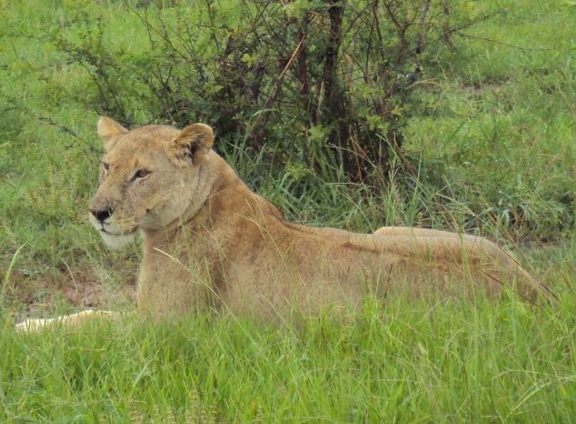 Mikumi National Park Safari Tanzania Travel Album