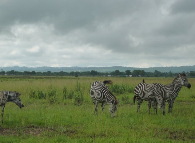 Photo Mikumi National Park Safari Tanzania heading