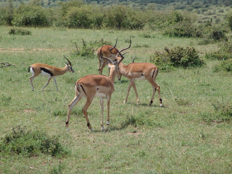 Photo Great Masai Mara Camp Stay Kenya family