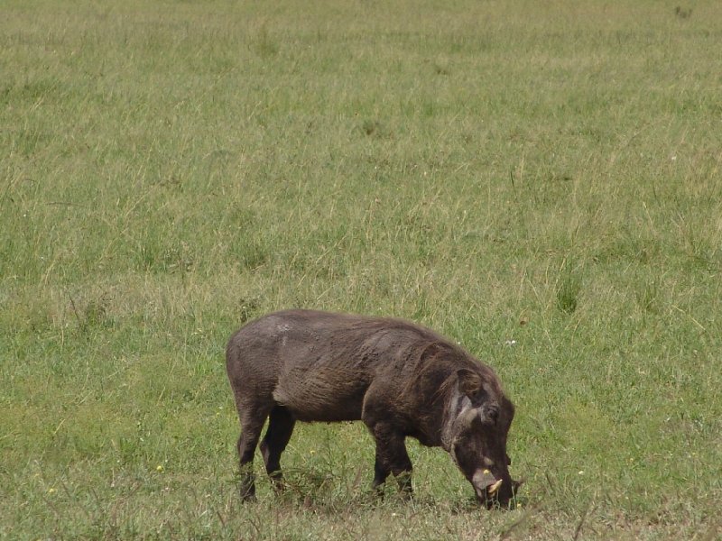 Masai Mara Kenya 