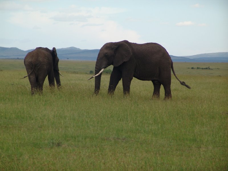 Great Masai Mara Camp Stay Kenya Pictures