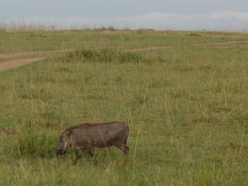   Masai Mara Kenya Travel Picture