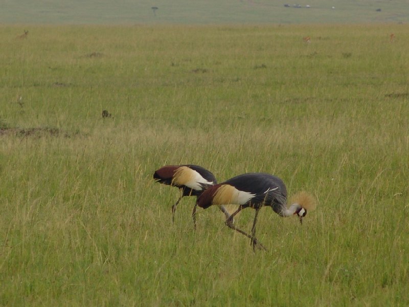   Masai Mara Kenya Trip Guide