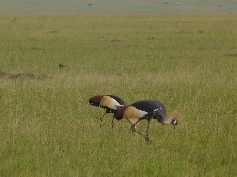 Masai Mara Kenya 