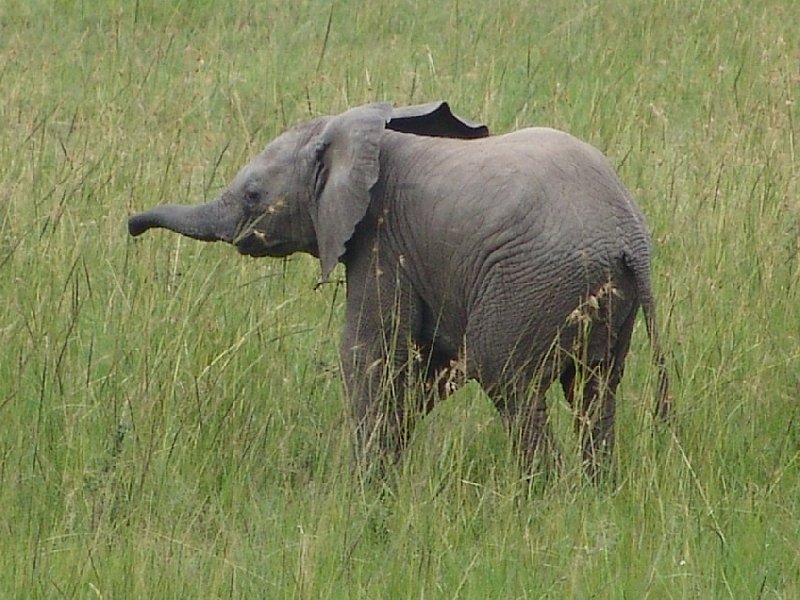 Masai Mara Kenya 